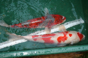 20071021 041-300.jpg